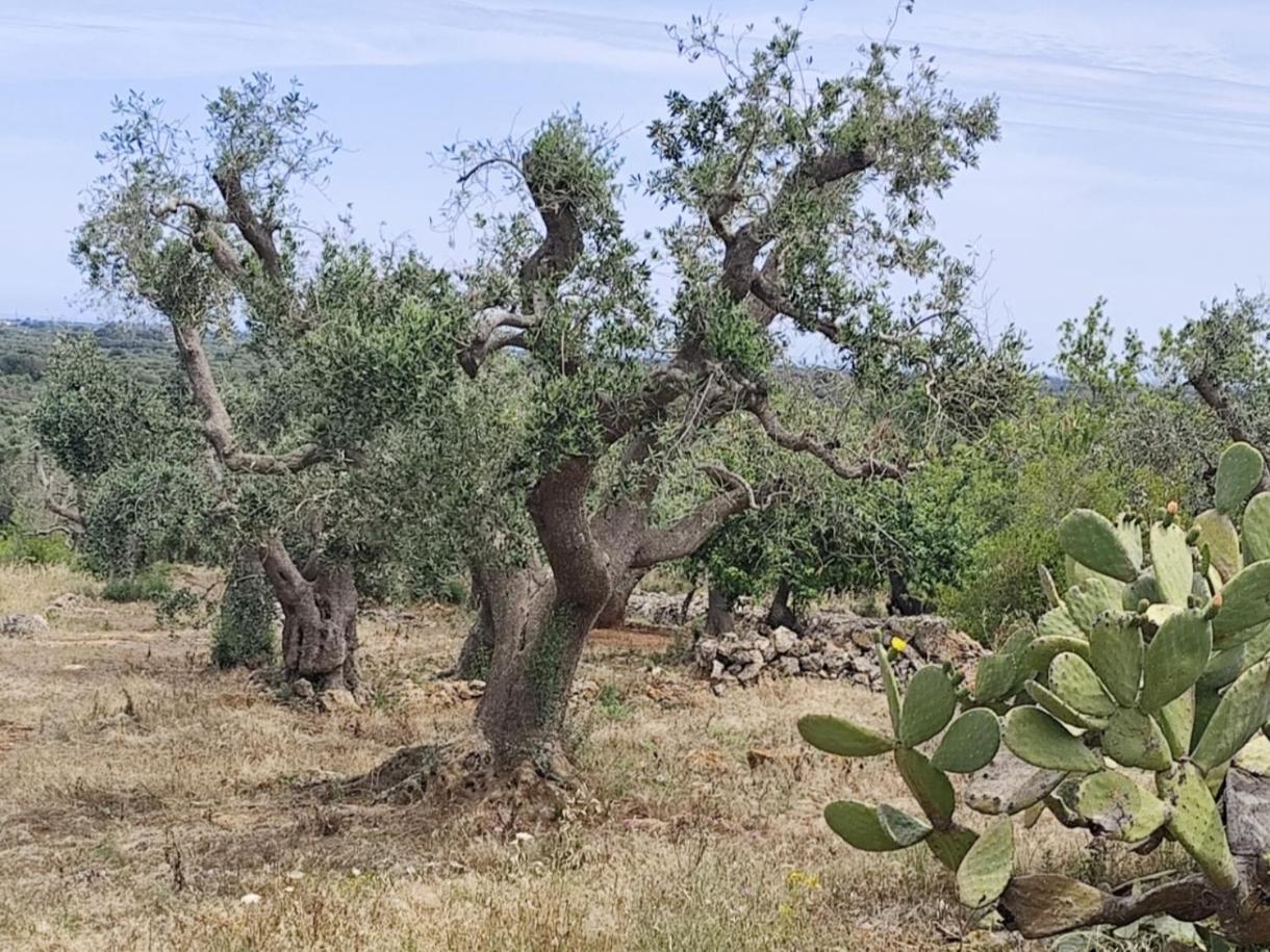 Casa Mirabilis 44 Villa Ostuni Bagian luar foto